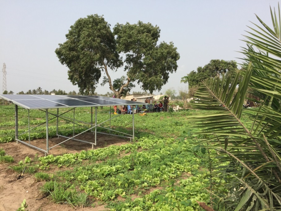 Image result for benin tomato farm