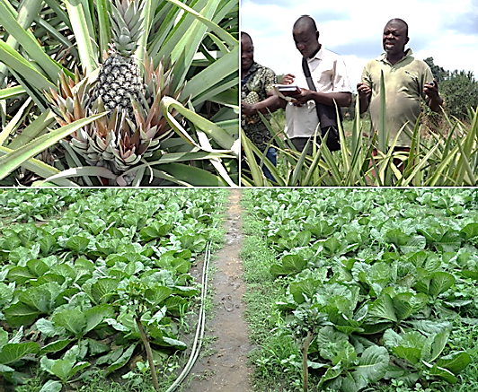 benin farmer