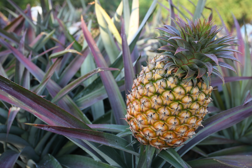 growing pineapple